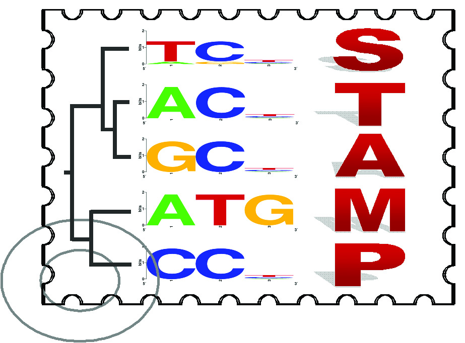 STAMP